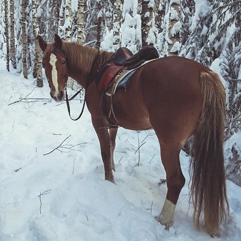 Новогодние праздники на лошадях в селе