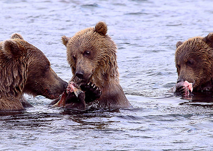 Медведи на Курильском озере